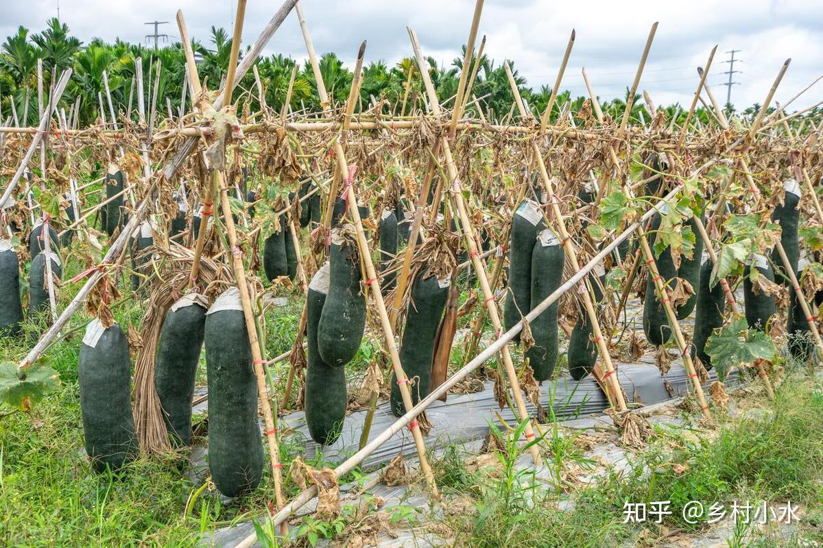 1760927807536165.jpg v2-cbbf75fd3557045113beef56c555d50f_1440w.jpg