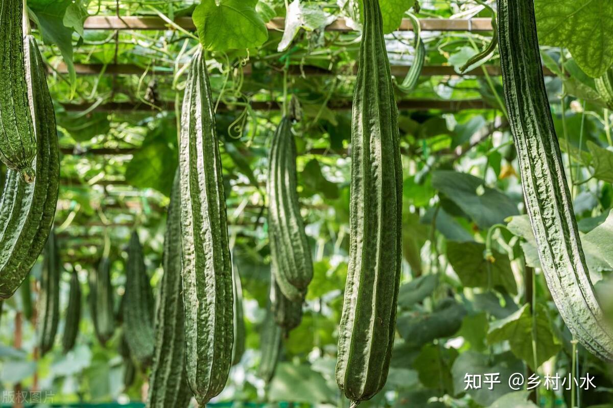 1760927930919302.jpg v2-1566b86e9c31ad63e1335f3444e09963_1440w.jpg