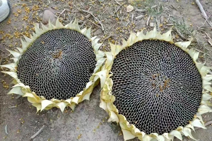 1765683821267834.png ScreenShot_2025-12-14_114252_398.png