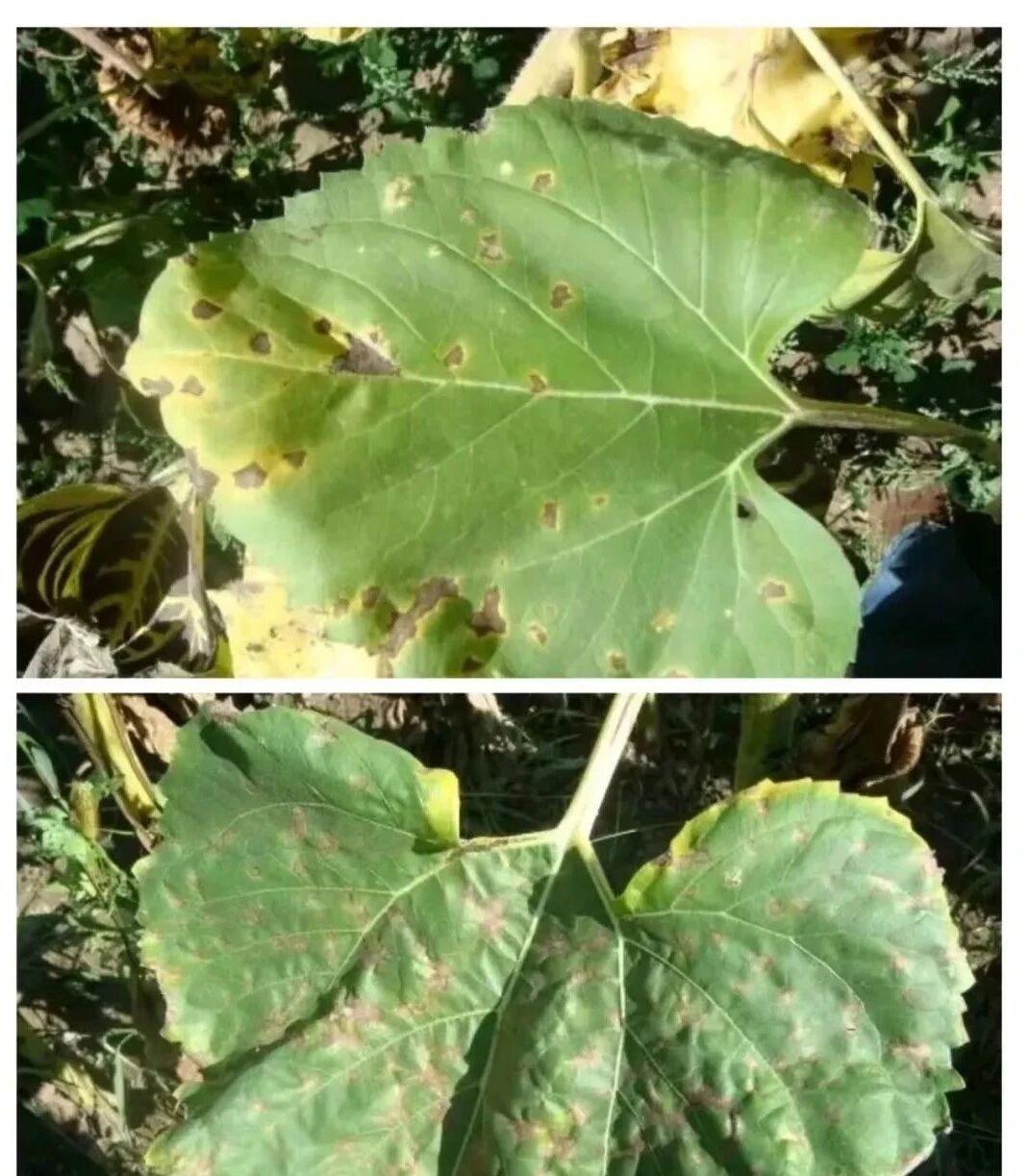 1765695204437248.jpg 微信图片_2025-12-14_145343_858.jpg