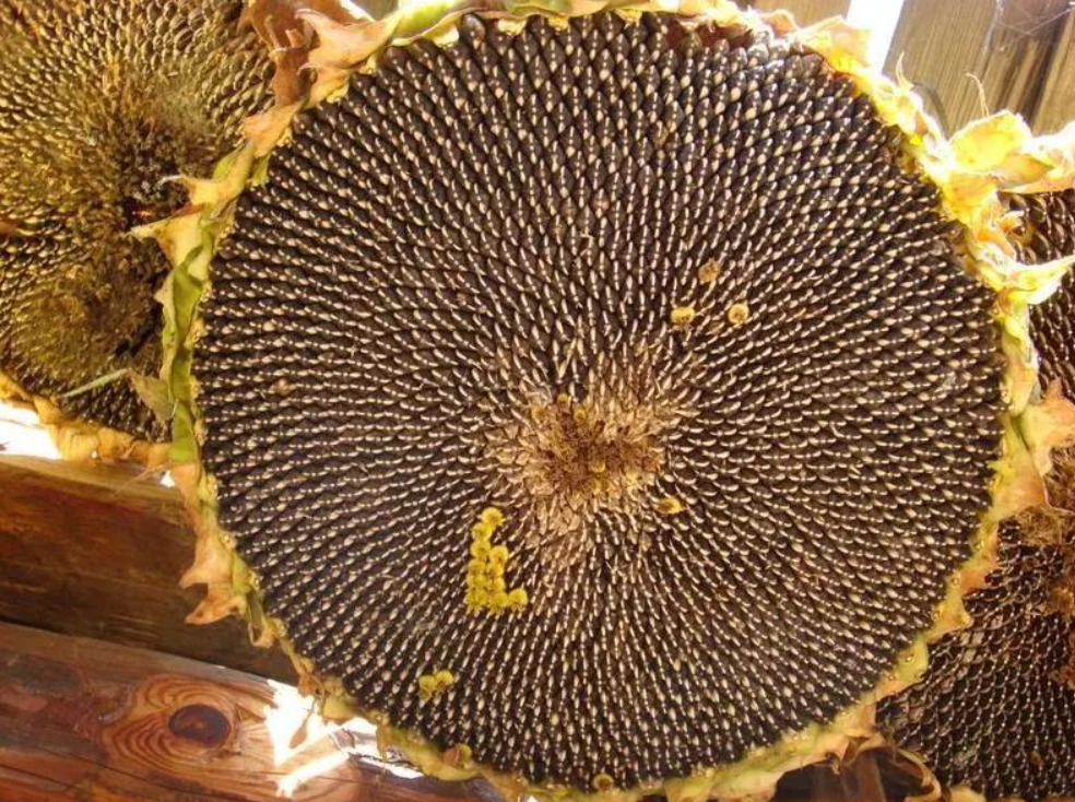 1765684353795798.png ScreenShot_2025-12-14_115241_510.png