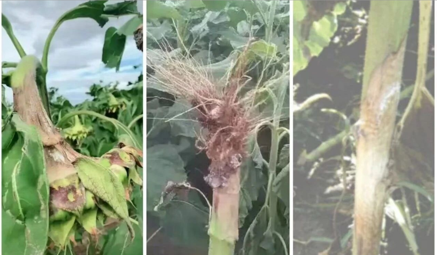 1765695156313713.png ScreenShot_2025-12-14_145255_301.png