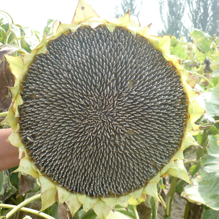 1765782907303215.png 5b4a3ba83ee34f2ca991f2550272aa3e~tplv-5jbd59dj06-image.png