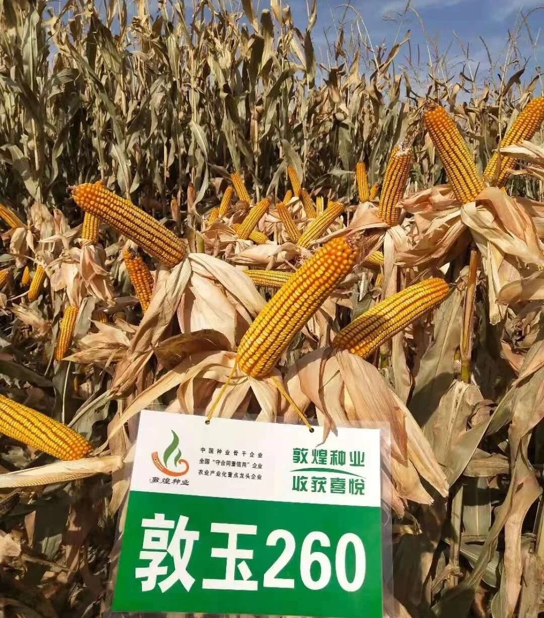 1765788930457942.jpg 微信图片_2025-12-15_165349_613.jpg